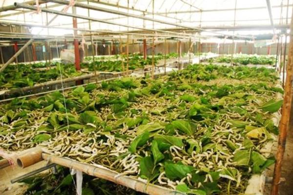 大棚養(yǎng)蠶技術(shù)