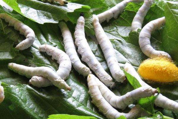 大棚養(yǎng)蠶技術(shù)