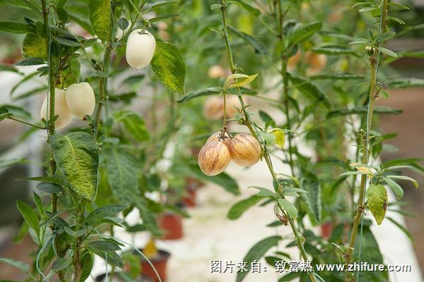 人參果栽培技術