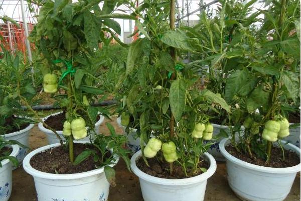 人參果栽培技術