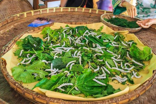 大棚養(yǎng)蠶技術(shù)