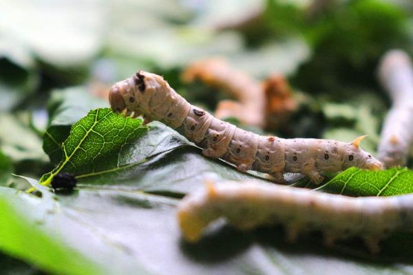 大棚養(yǎng)蠶技術(shù)