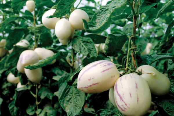 人參果栽培技術