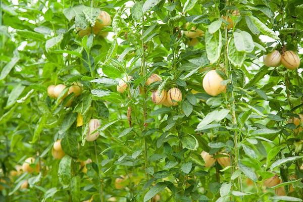 人參果栽培技術