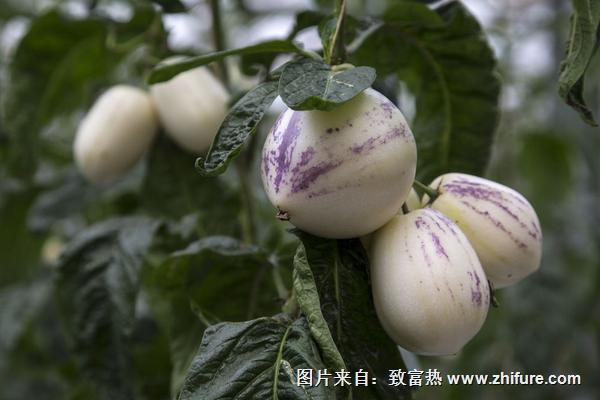 人參果科學種植技術