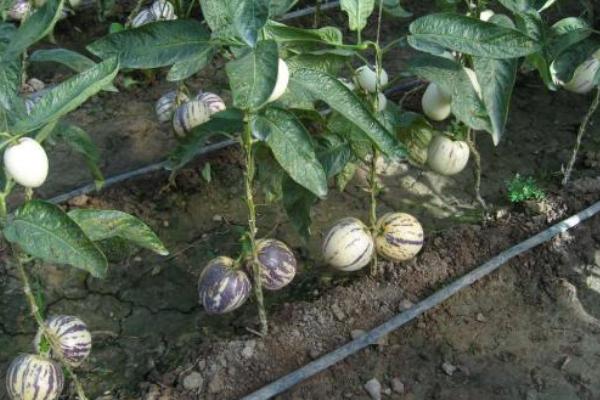 人參果栽培技術