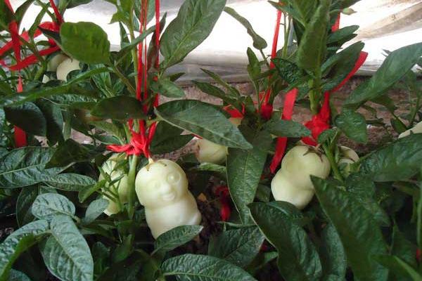 人參果栽培技術