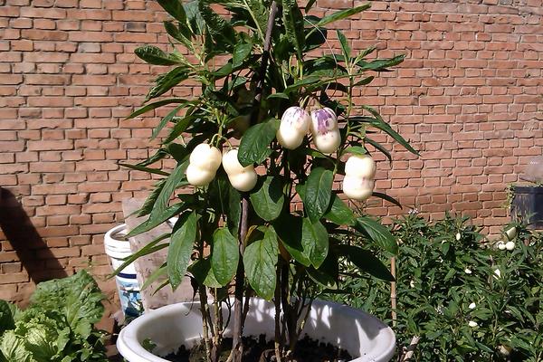 人參果栽培技術