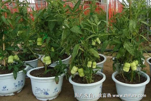 人參果怎么長成人形