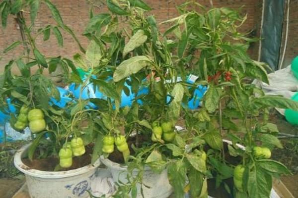 人參果怎么長成人形