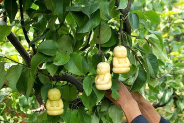 人參果怎么長成人形