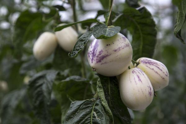 人參果怎么長成人形