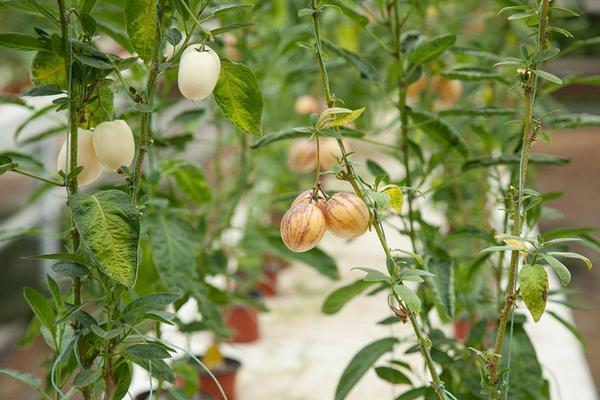 人參果怎么長成人形