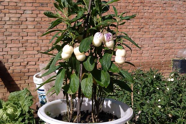 人參果怎么長成人形