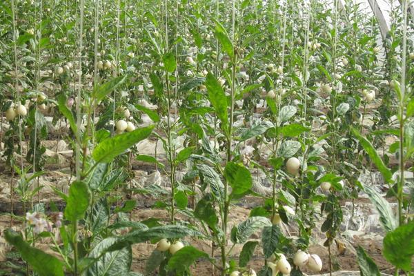 人參果怎么長成人形