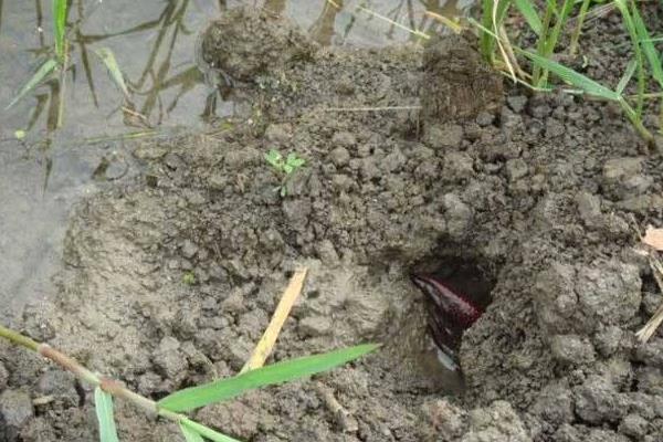 稻田養蝦投種需注意事項