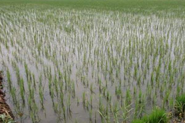 稻田養蝦投種需注意事項