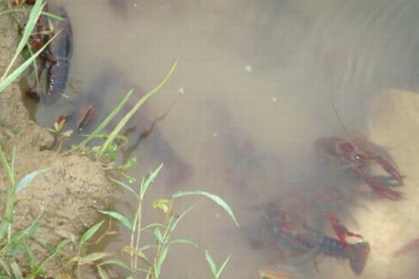 稻田養蝦投種需注意事項