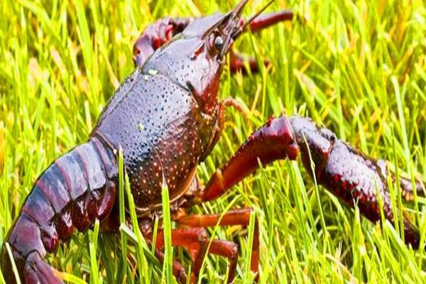 稻田養蝦投種需注意事項