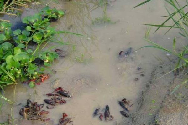 稻田養蝦投種需注意事項