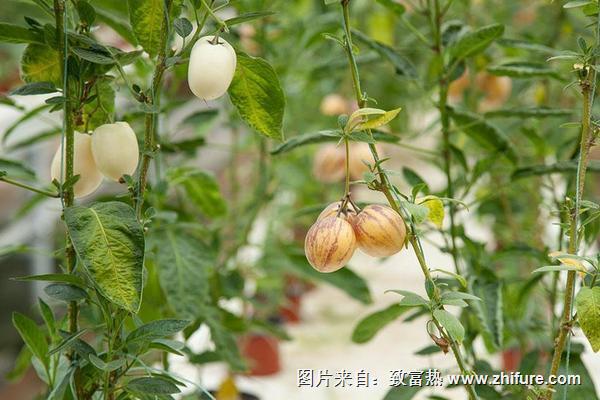 人參果長什么樣