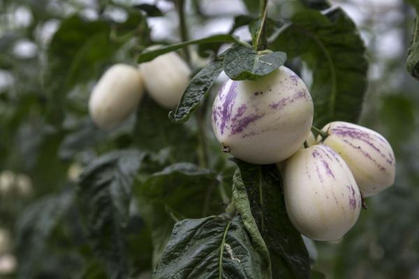 人參果長什么樣