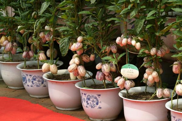 人參果長什么樣