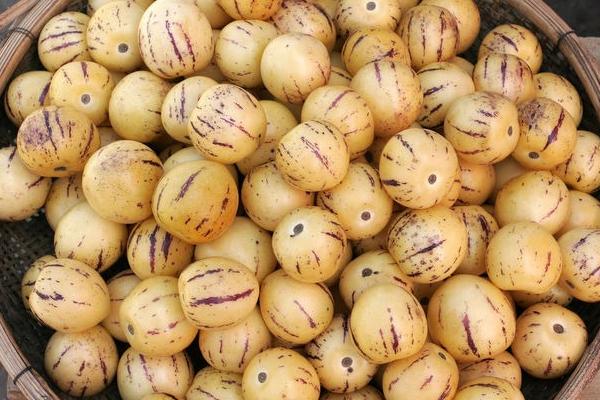 人參果長什么樣