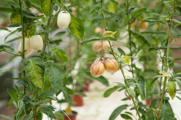 人參果科學(xué)種植技術(shù)