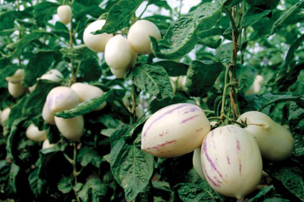 人參果科學(xué)種植技術(shù)