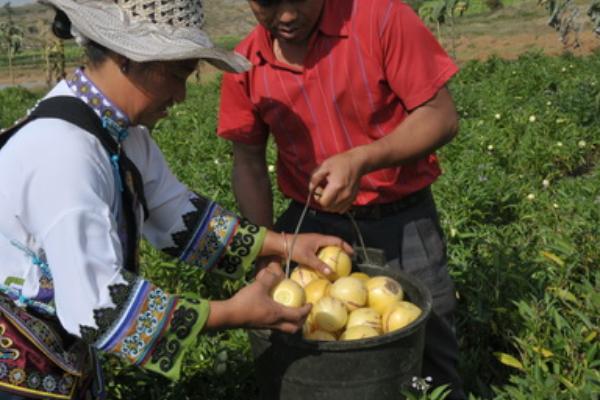 人參果科學(xué)種植技術(shù)