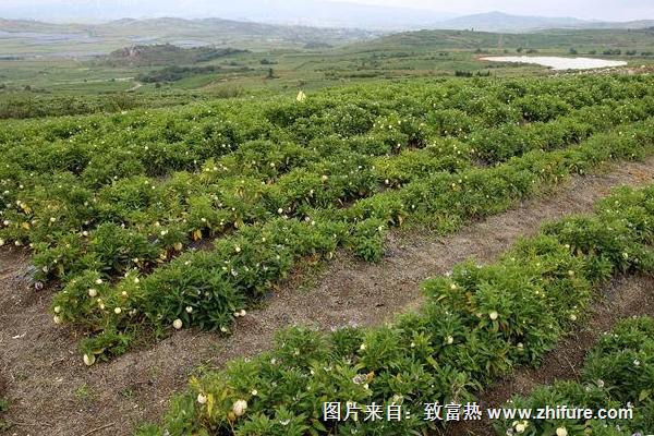 人參果科學(xué)種植技術(shù)