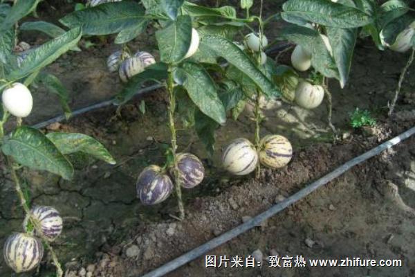 人參果科學(xué)種植技術(shù)