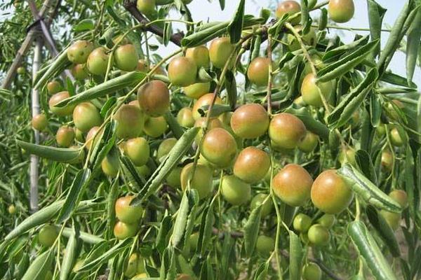 種棗樹環剝七注意