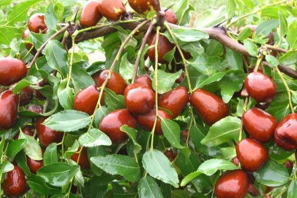 種棗樹環剝七注意