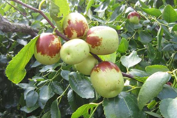 種棗樹環剝七注意