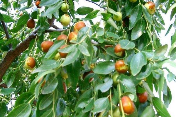 種棗樹環剝七注意