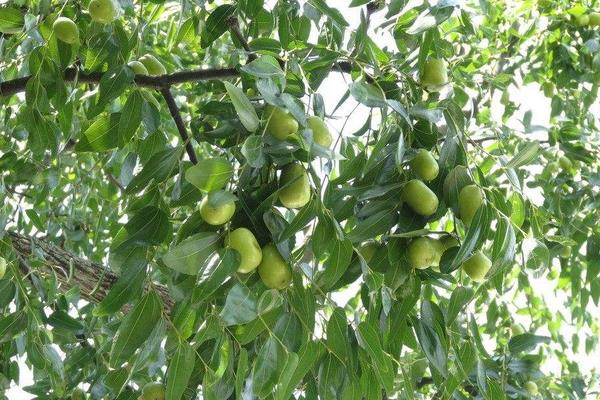 種棗樹環剝七注意