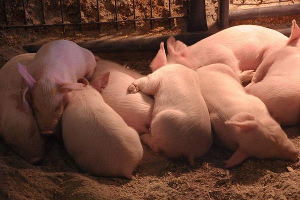 養豬飼料的配方有哪些?自配飼料有什么需要注意的?