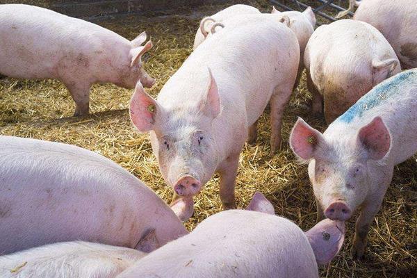 養豬飼料的配方有哪些?自配飼料有什么需要注意的?