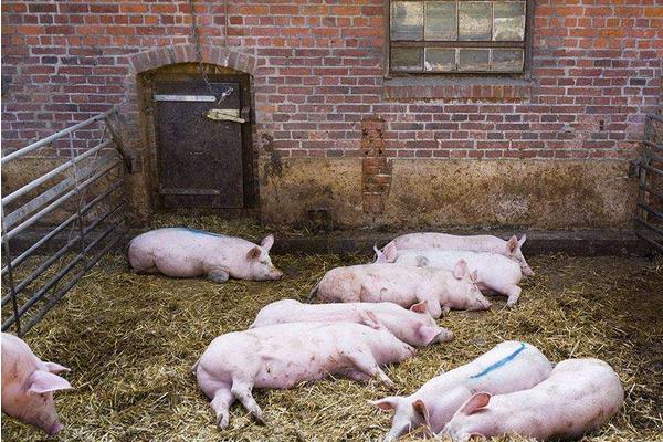 養豬飼料的配方有哪些?自配飼料有什么需要注意的?