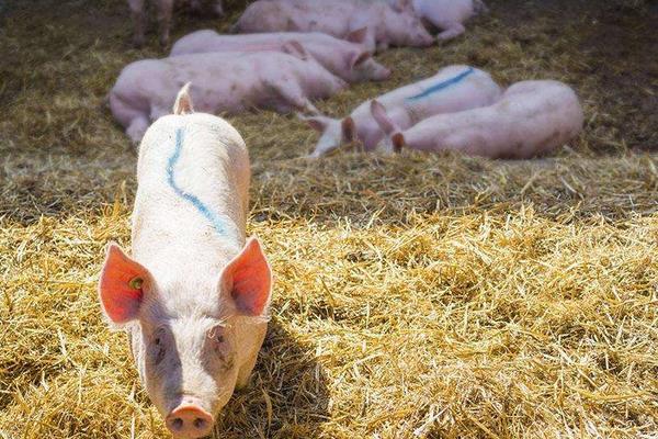 養豬飼料的配方有哪些?自配飼料有什么需要注意的?