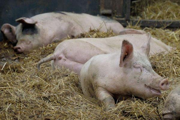 養豬飼料的配方有哪些?自配飼料有什么需要注意的?