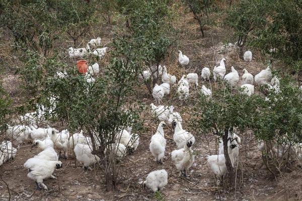 養(yǎng)殖烏雞的市場前景