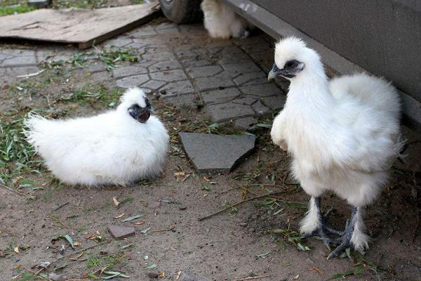 養(yǎng)殖烏雞的市場前景