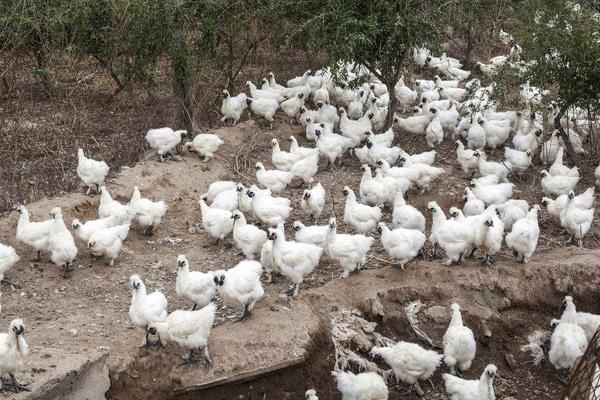 養(yǎng)殖烏雞的市場前景