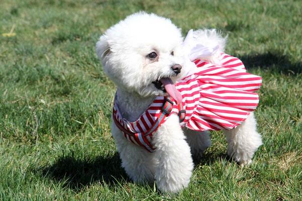 養(yǎng)寵物狗賺錢嗎?