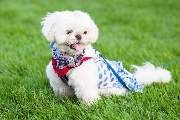 養(yǎng)寵物狗賺錢嗎?