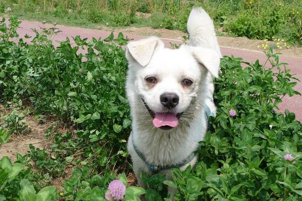 養(yǎng)寵物狗賺錢嗎?