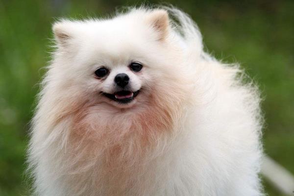 養(yǎng)寵物狗賺錢嗎?